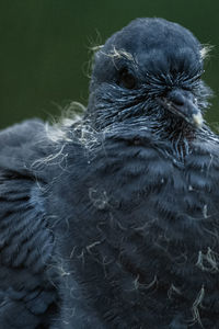 Close-up of a bird