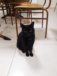 Portrait of black cat sitting on table