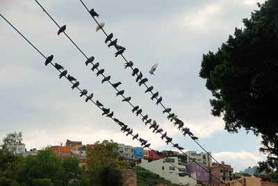 Low angle view of birds perching on cables against sky