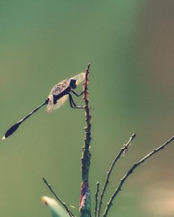 Bird perching on plant