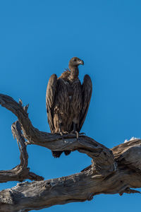Low angle view of vulture perching on log against clear blue sky