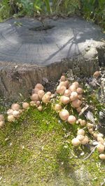 High angle view of mushrooms growing on field