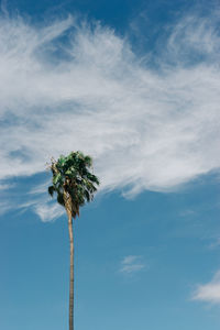 Low angle view of palm tree against sky