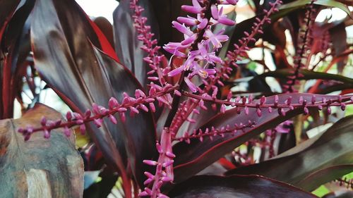 Close-up of pink flowers