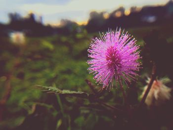 Close-up of pink thistle blooming on field