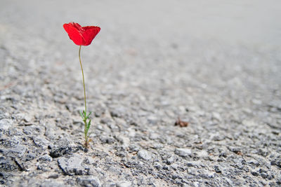 Close-up of red flower on field