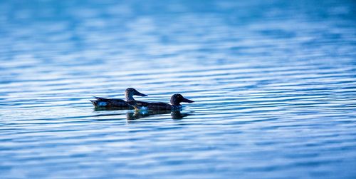 Ducks swimming in lake