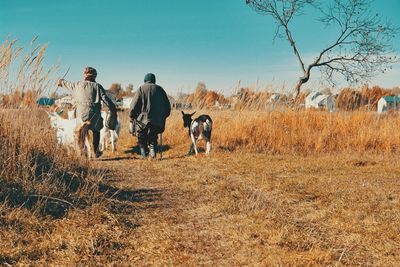 Rear view of people walking with goats on field