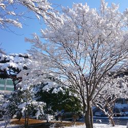 Bare trees in snow covered landscape