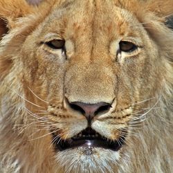 Close-up of  a lion 