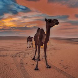 Camels standing at beach against sky during sunset