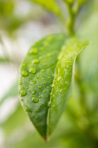 Close-up of water drops on leaf