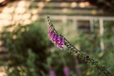 Close-up of butterfly on purple flowering plant