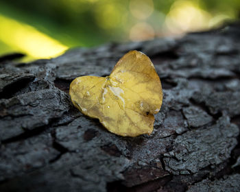 Close-up of dry leaves