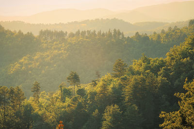 High angle view of trees in forest