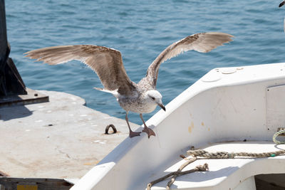 Seagull perching on boat