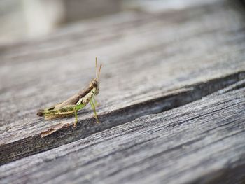 Close-up of insect on wooden plank