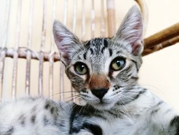 Close-up portrait of cat