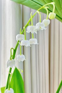 Close-up of white flowers