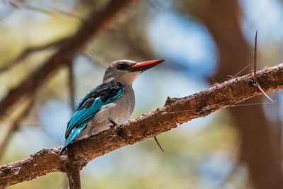 Close-up of bird perching on branch