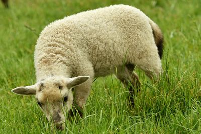 Sheep grazing on grassy field