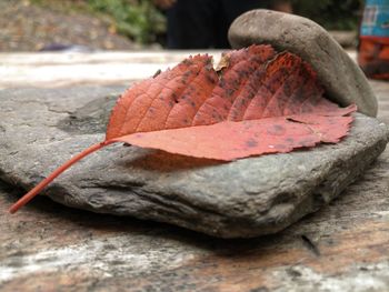 Close-up of autumn leaf