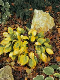 High angle view of yellow flowering plant on land