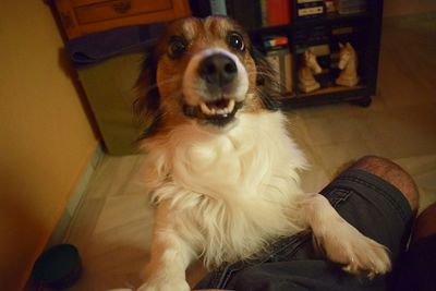 Dog lying on floor