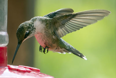 Close-up of bird flying against blurred background