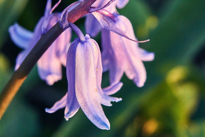 Close-up of purple flowering plant