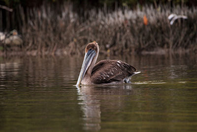 Floating female brown pelican pelecanus occidentalis at tigertail beach in marco island, florida