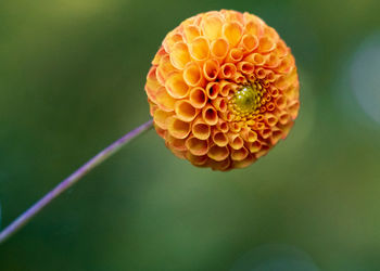 Close-up of yellow flower on green leaf