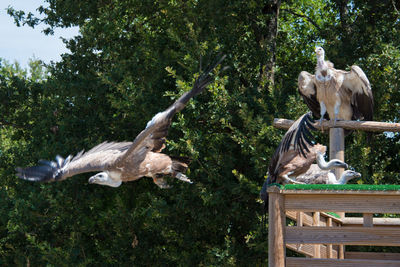 View of birds on tree