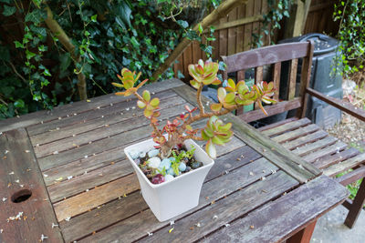 Close-up of potted plant on table in yard