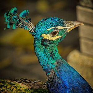 Close-up of peacock