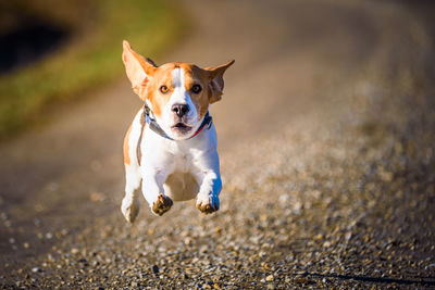 Portrait of dog running