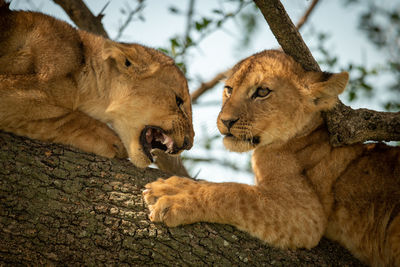 Close-up of lion cubs on tree trunk