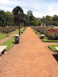 Footpath amidst trees