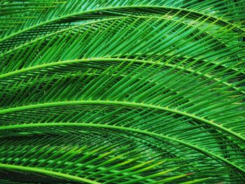 Full frame shot of palm leaves