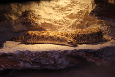 Close-up of lizard on rock