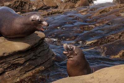 Close-up of sea lion on shore