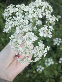 Cropped hand of woman hand holding white flowering plant outdoors