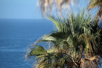 Palm tree by sea against sky