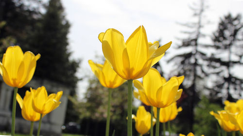 Close-up of yellow crocus flowers blooming on field