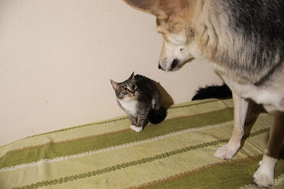 Close-up of a cat looking away against wall