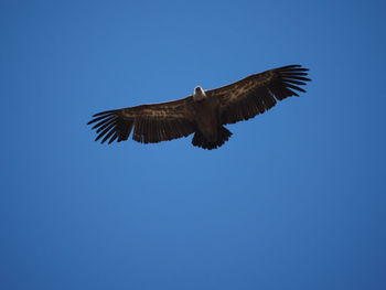 Low angle view of eagle flying against clear blue sky