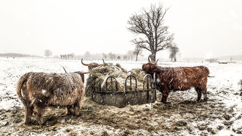 Horses on field during winter