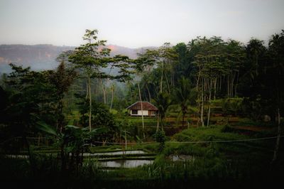 Scenic view of lake against trees in forest against sky