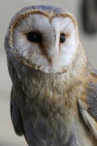 Close-up of barn owl