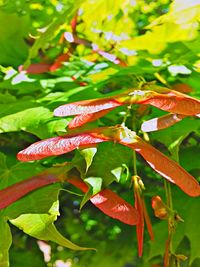 Close-up of plant